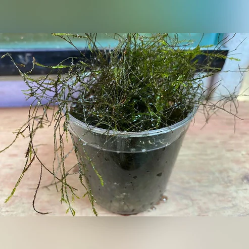 Willow-Moss.webp Willow Moss