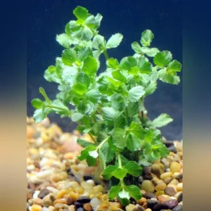 Wisteria.webp Wisteria