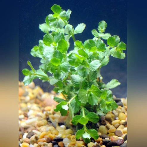 Wisteria.webp Wisteria