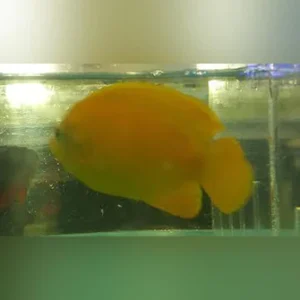 False Lemonpeel Angelfish