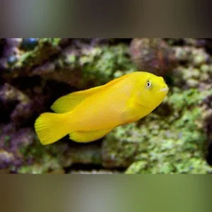 Yellow-Dottyback_425x425.webp Yellow Dottyback