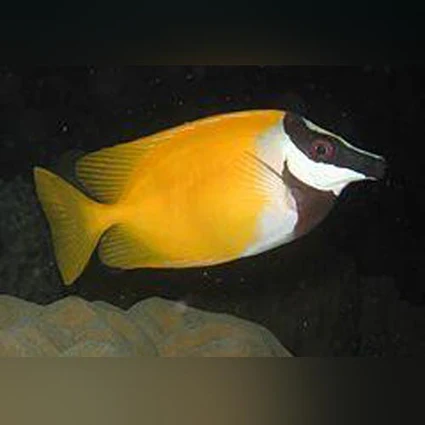 Yellow-Foxface-Rabbitfish_425x425.webp Yellow Foxface Rabbitfish
