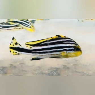 Yellow-Line-Sweetlips_335x335.webp Yellow Line Sweetlips