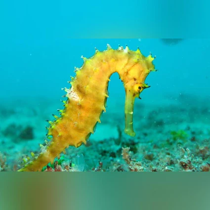 Yellow-Seahorse_425x425.webp Yellow Seahorse