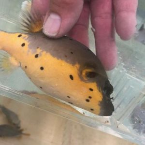Yellow_belly_dogface_puffer.jpg Yellow Belly Dogface Puffer