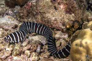 Zebra Eel