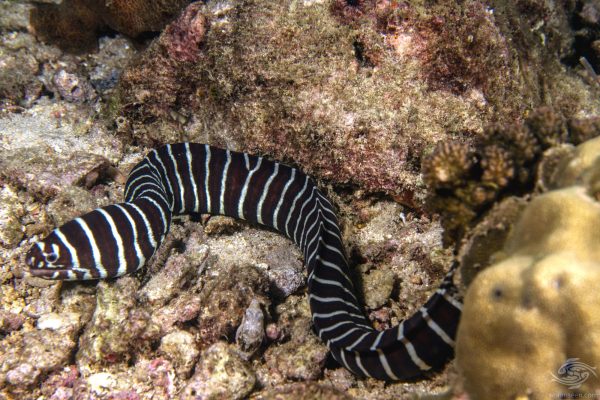 Zebra-Eel.jpg Zebra Eel