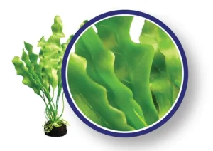 amazonruffledsword_1_grande_c9946983-193c-43ba-866b-07987eeddcfa.webp Amazon Ruffled Sword