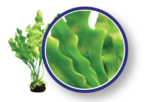 amazonruffledsword_1_grande_c9946983-193c-43ba-866b-07987eeddcfa.webp Amazon Ruffled Sword