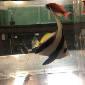 Heniochus Black & White Butterflyfish