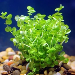 baby_tears2.webp Baby Tears