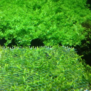 baby_tears_dwf2.webp Baby Tears Dwarf (Portion)