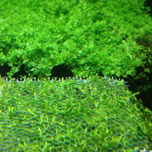 baby_tears_dwf2.webp Baby Tears Dwarf (Portion)