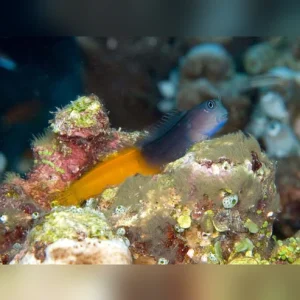 Bicolor Blenny