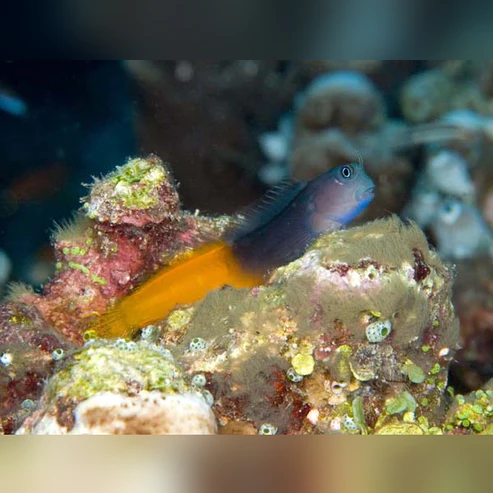 bicolor.webp Bicolor Blenny