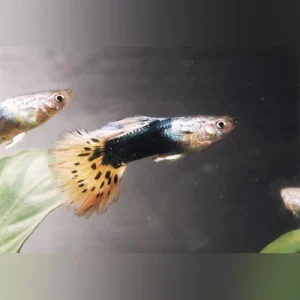 black-leopard-guppy_4daa7ce8-d0b3-4a47-a1e8-108ec843801f.webp Male Black Leopard Guppy