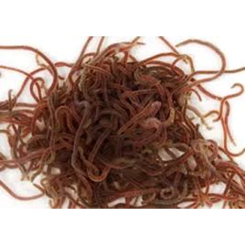 black-worms.webp Live Black Worms Portion