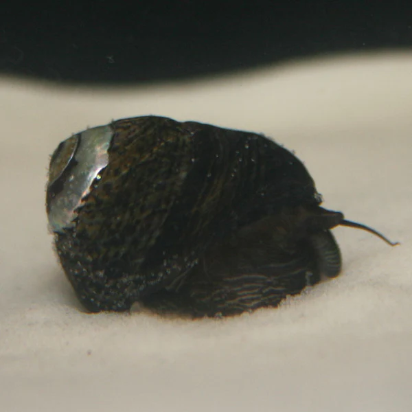 black_margaritA.webp Black Margarita Snail