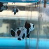 Black Storm Clownfish