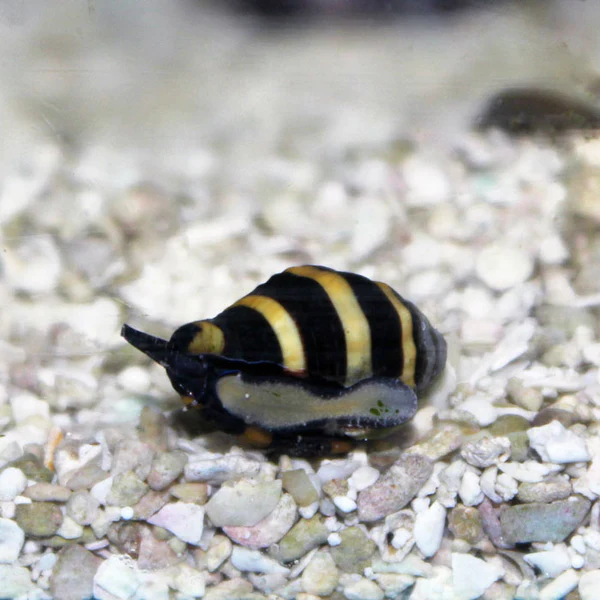 bumble_bee.webp Bumblebee Snail (Saltwater)