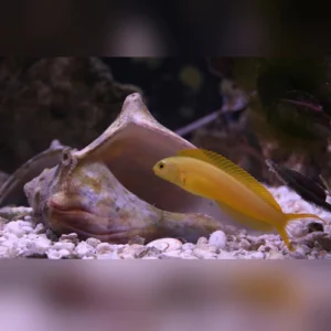 Canary Blenny