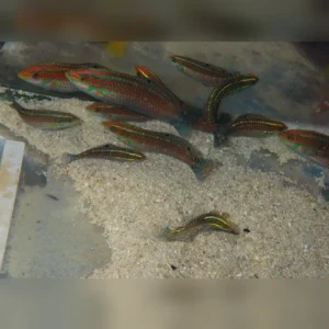 christmas.webp Christmas Wrasse