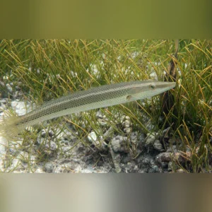 cigar-wrasse.webp Cigar Wrasse