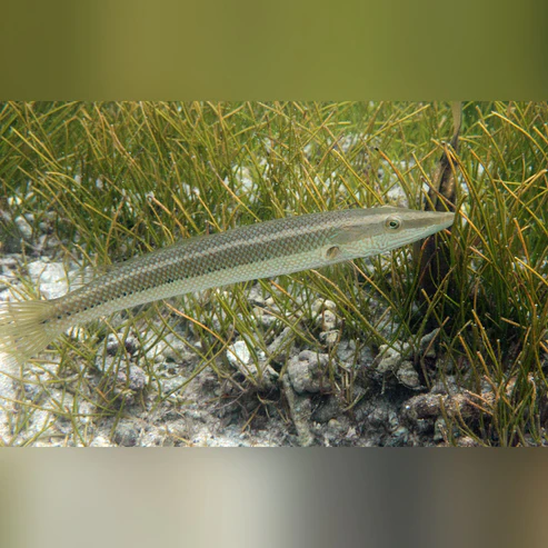 cigar-wrasse.webp Cigar Wrasse