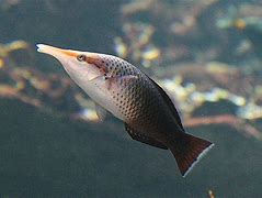 download-1-1.jpg Brown Bird Wrasse (Female)
