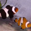 Mocha Clownfish