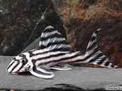 download.jpg L250 Imperial Zebra Pleco