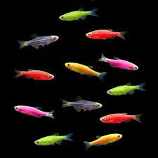 glodanioasst.jpg Assorted Glofish Danio (3 Pack)