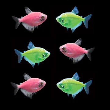 glofishpink.webp Moonrise Pink Glofish Tetra