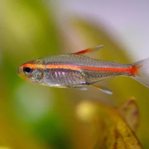 glolite.webp Glowlight Tetra