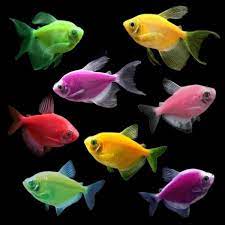 glotetraasst.jpg Assorted Glofish Tetra (3 Pack)