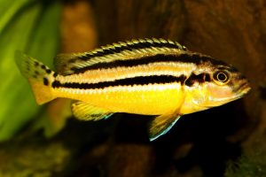 golden-mbuna.jpg Golden Mbuna Cichlid Strong