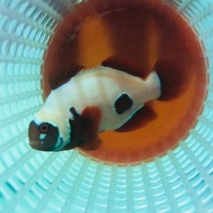 golden_nugget_clownfish.jpg Golden Nugget Clownfish