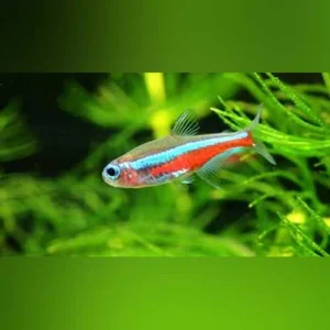 green-neon_97dced1e-c789-4765-ba1a-4fa000c01c3f.webp Green Neon Tetra