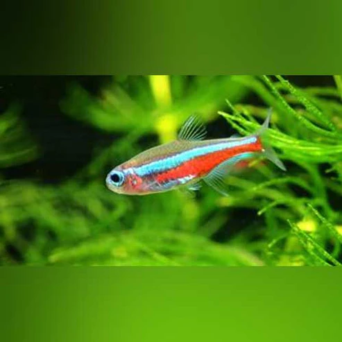 green-neon_97dced1e-c789-4765-ba1a-4fa000c01c3f.webp Green Neon Tetra