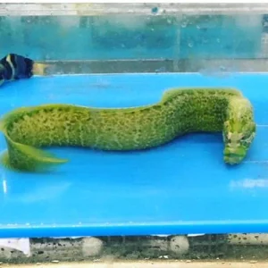 green_wolf_eel_425x425.webp Wolf Eel