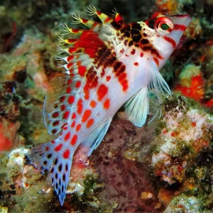 spotted hawkfish