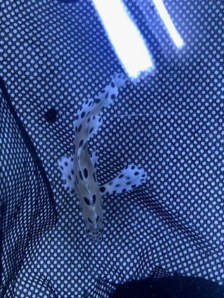 image_03e5e247-8534-4f3e-8259-4ff8e0f964fa_319x425.webp Panther Grouper