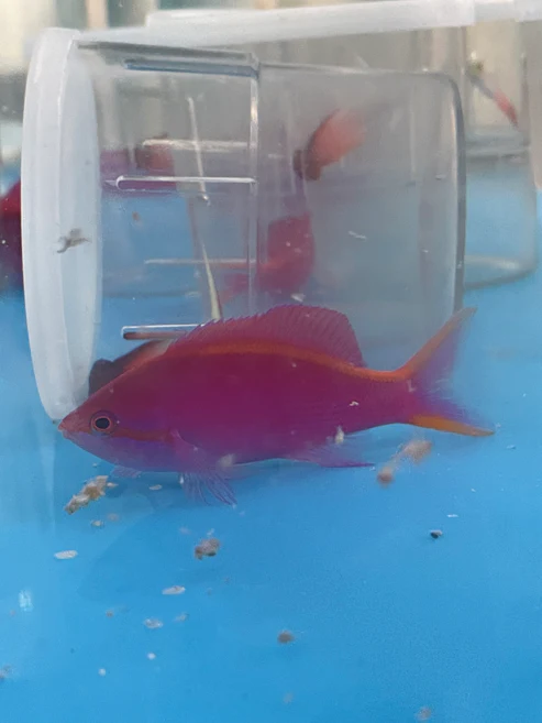 image_15ee9454-872f-4a86-a17f-459c2ec0ac18.webp Purple Queen Anthias