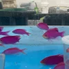 image_1dec35ca-b00f-4d72-94cb-23c1ba2c94c5.webp Purple Queen Anthias