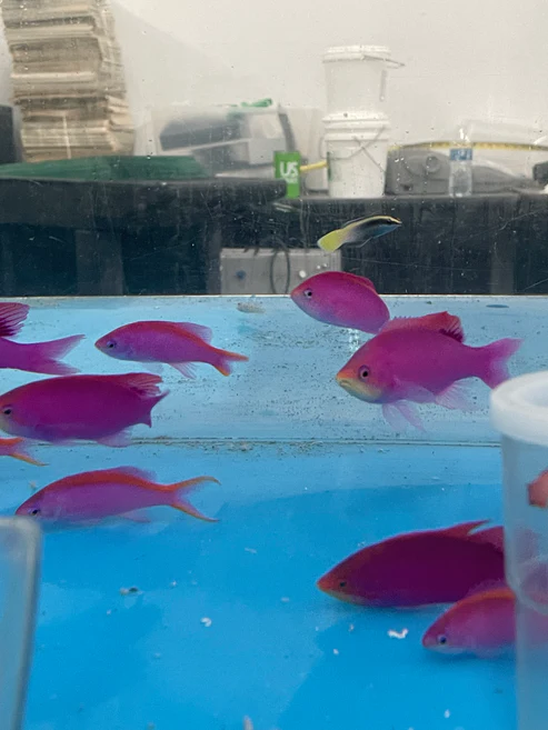 image_1dec35ca-b00f-4d72-94cb-23c1ba2c94c5.webp Purple Queen Anthias