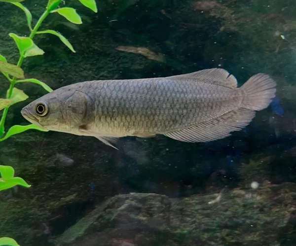 image_3ab310a3-d80b-4639-b95d-2e55d068efa9.webp African Arowana strong