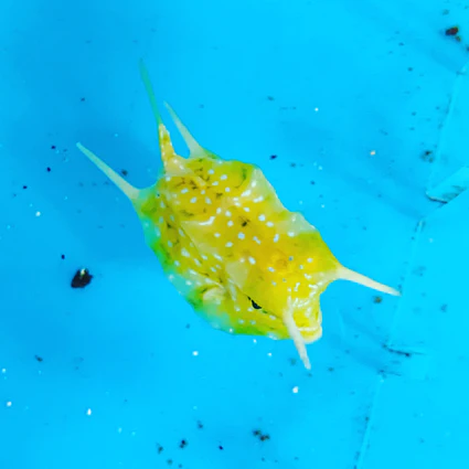 image_5dd3d330-5275-468f-9ee8-179736f782c2_425x425.webp Longhorn Cowfish