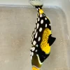 image_808dd8dc-af83-4fde-afd7-bf49759e171c.webp Clown Triggerfish