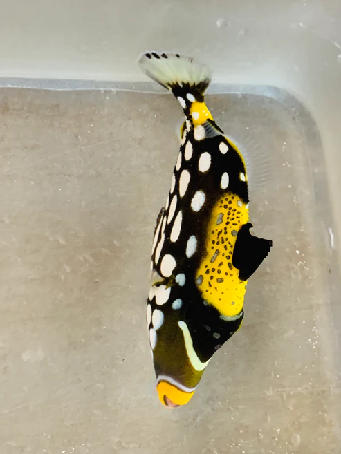 image_808dd8dc-af83-4fde-afd7-bf49759e171c.webp Clown Triggerfish