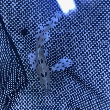 image_900e628a-40ba-472d-a57e-2dce9f07b184_425x425.jpg Panther Grouper